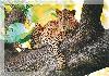Tige at Bandipur Safari Lodge
